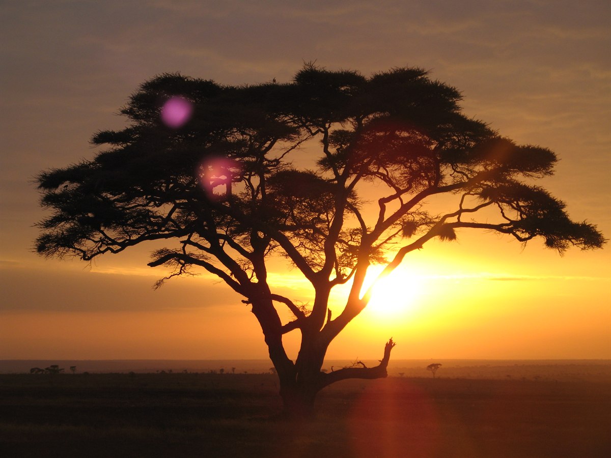 Acacia tree silhouetted at sunrise on safari in the Serengeti, Tanzania