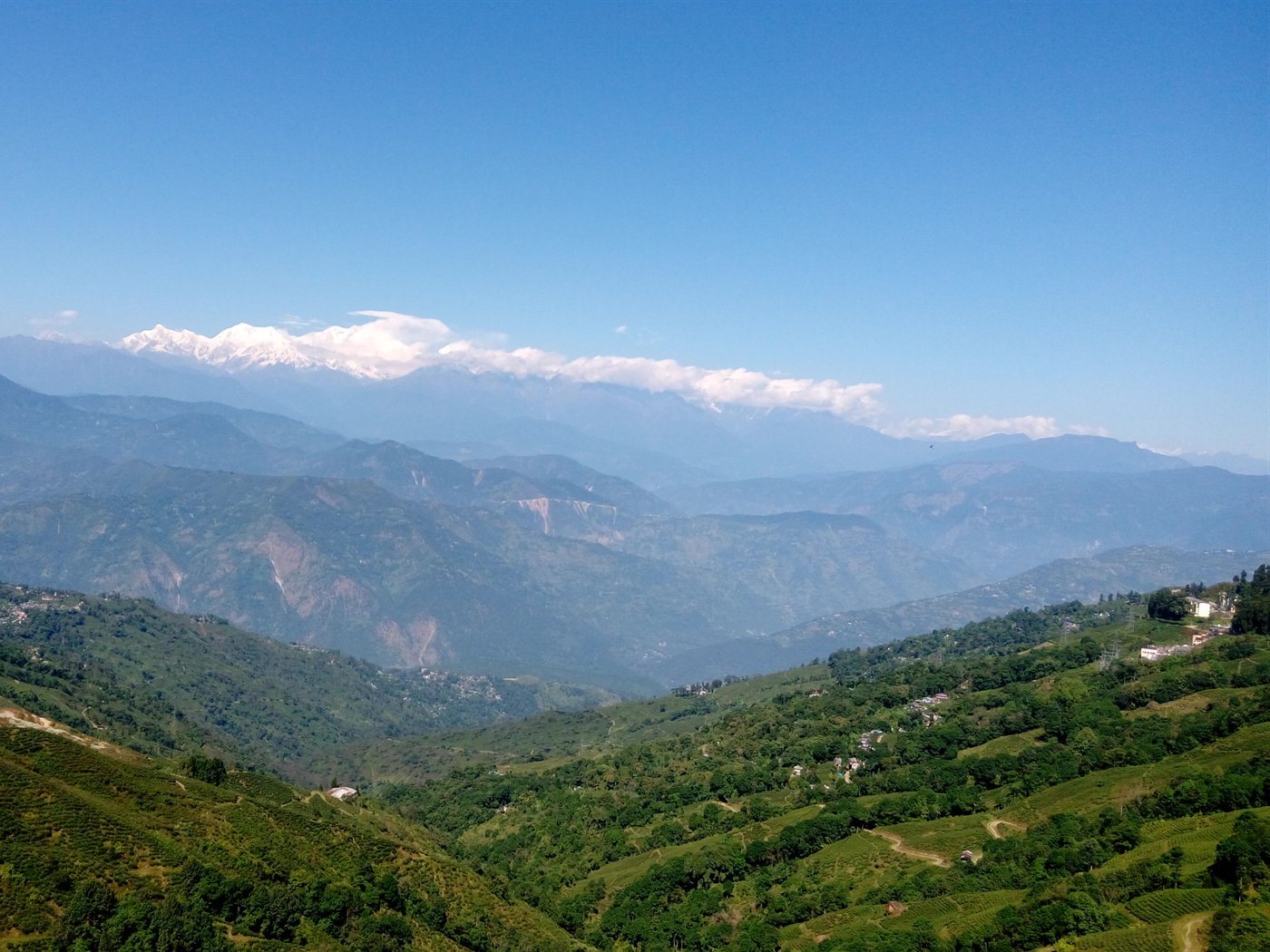 Tea gardens on the hills of Darjeeling with the Kanchenjunga range beyond