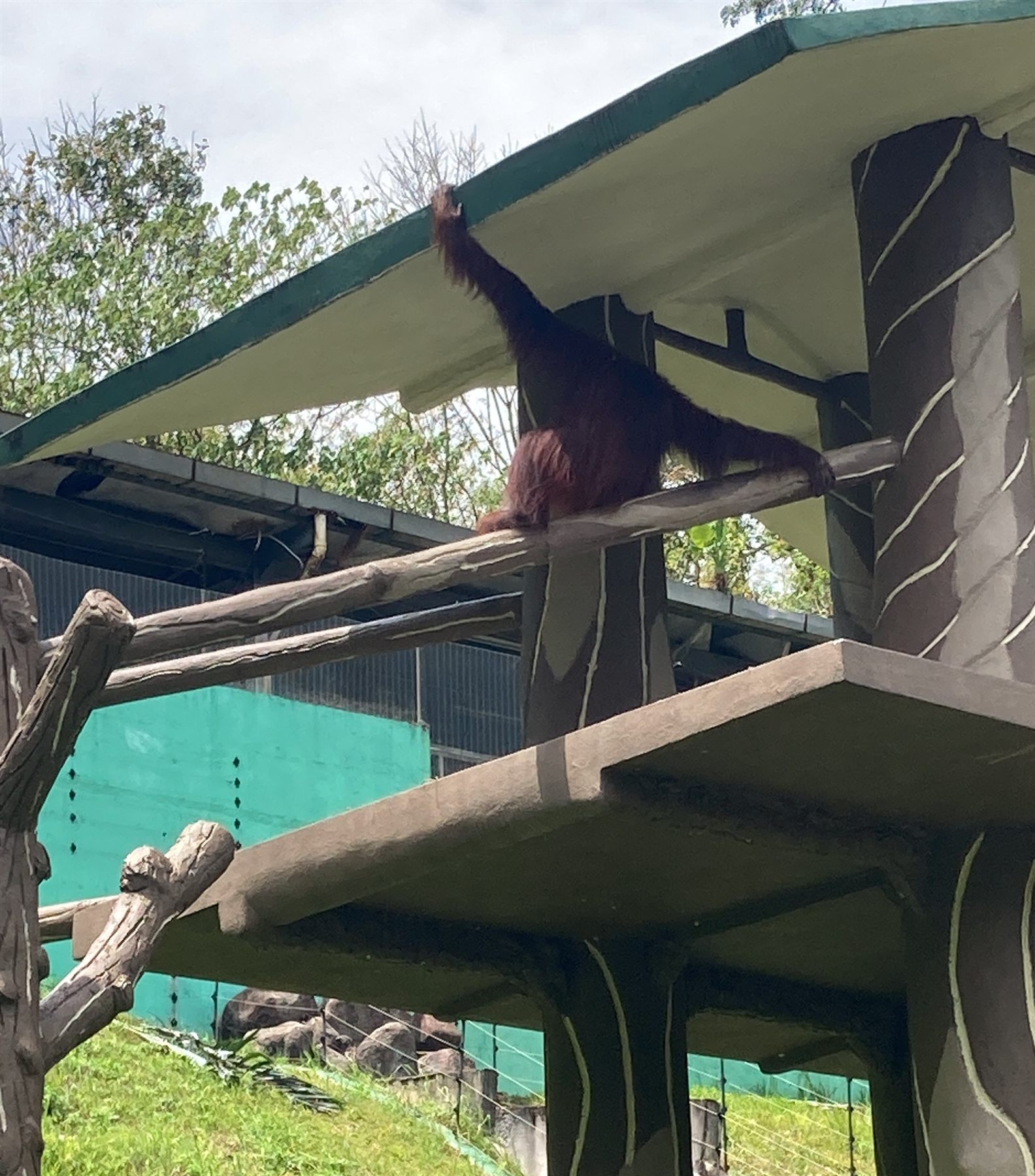An orangutan reaching along a keeper beam at Zoo Negara, Kuala Lumpur, Malaysia