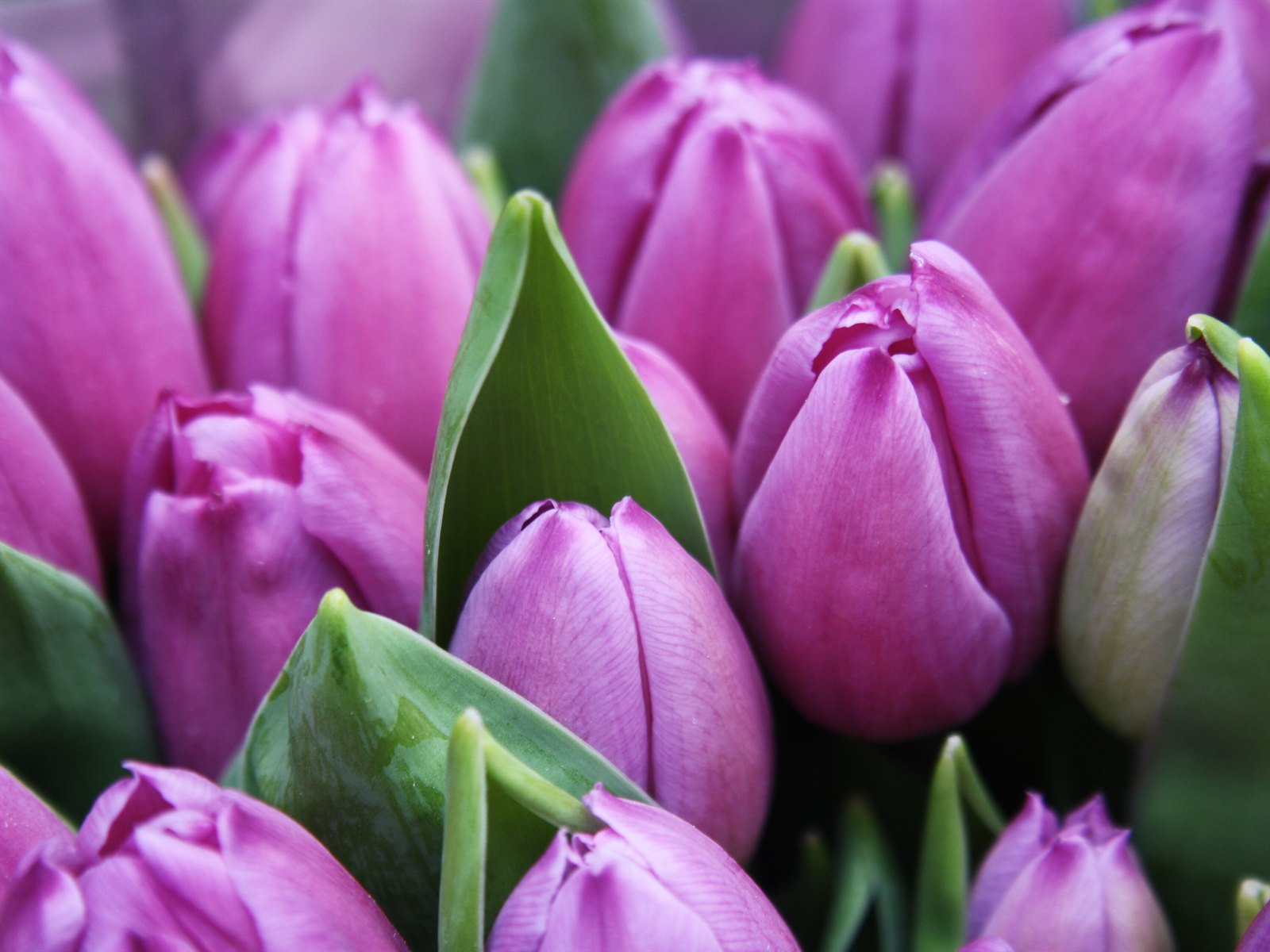 Rows of purple tulips in bloom at Keukenhof gardens
