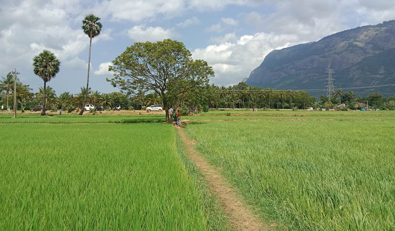 Green paddy fields and a palmyra palm beneath the hills of Kollengode, Palakkad