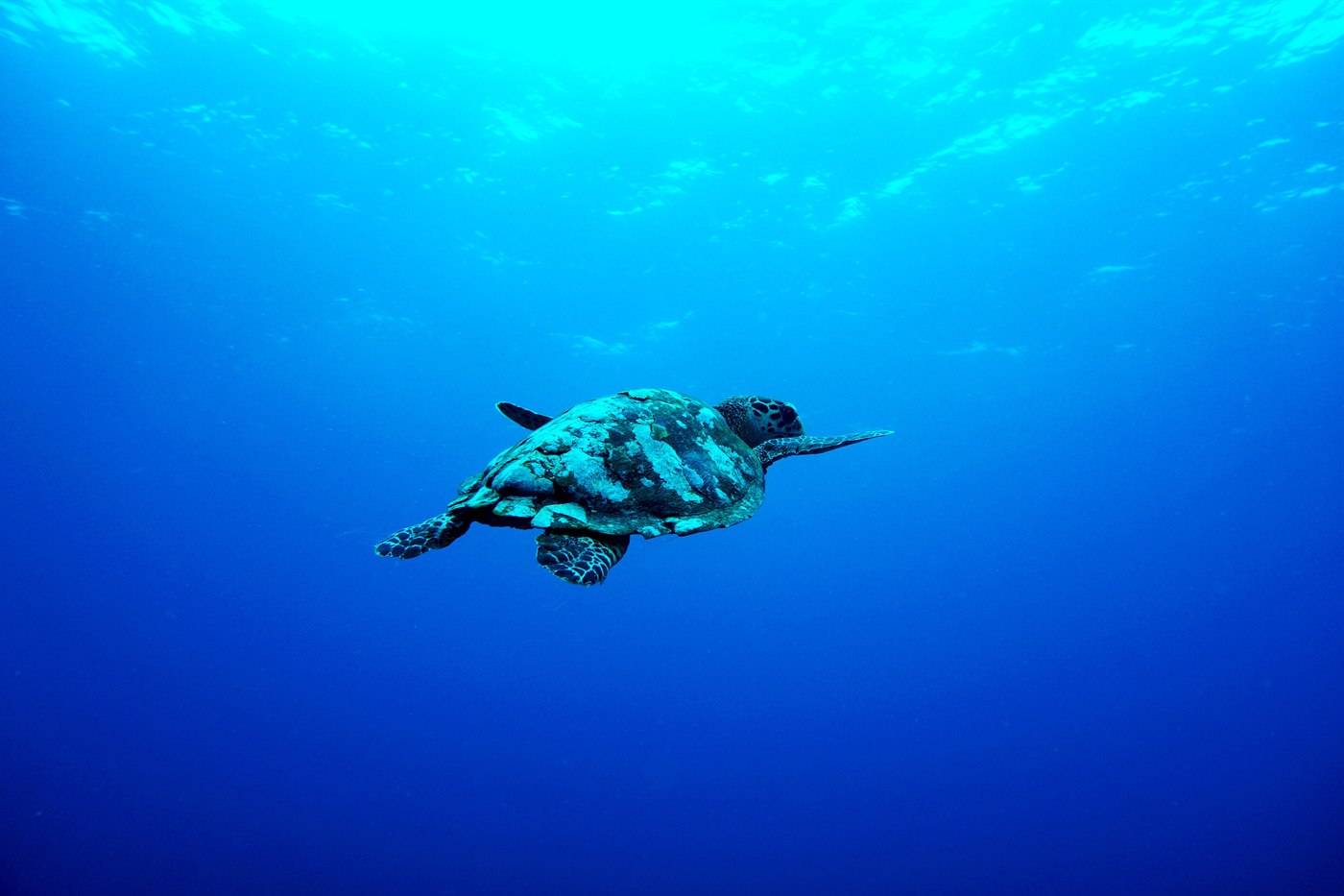 A green sea turtle swimming near Gili Trawangan, Indonesia