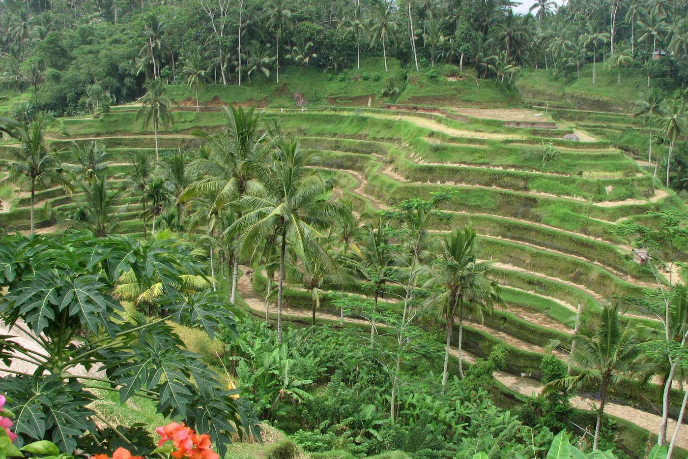 Terraced rice paddies among palm trees near Ubud, Bali