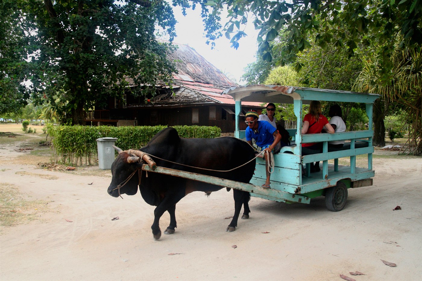 An ox pulling a cart of visitors along a sandy road, La Digue, Seychelles