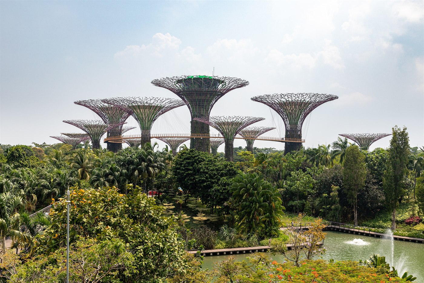 Supertree Grove and the OCBC Skyway rising above the trees at Gardens by the Bay, Singapore