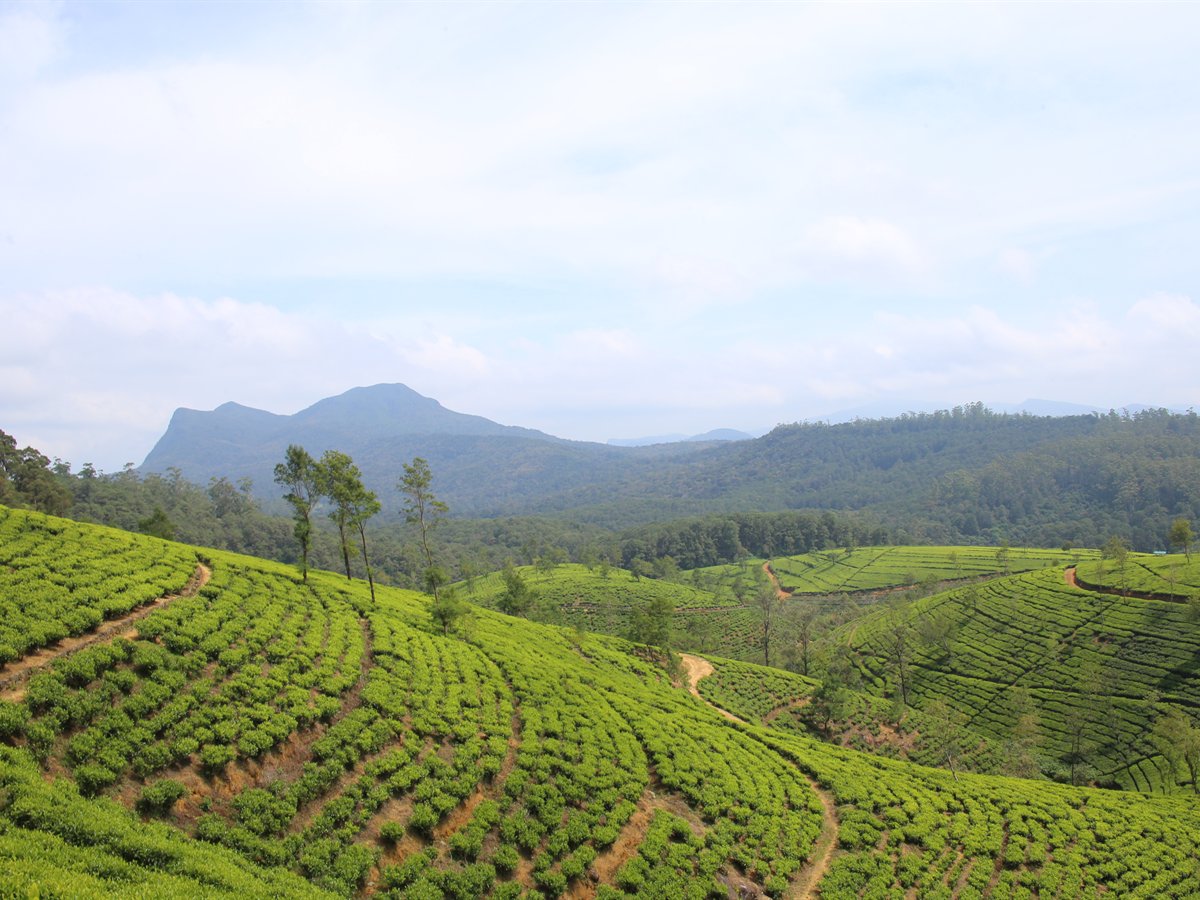 Rows of tea bushes covering the slopes of a plantation near Nuwara Eliya, Sri Lanka