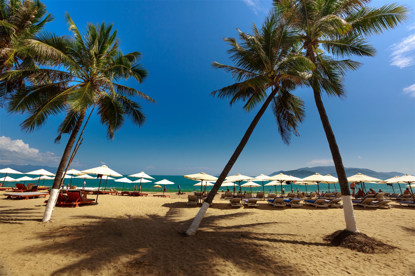 Palm trees and beach umbrellas on Nha Trang's beach, Vietnam