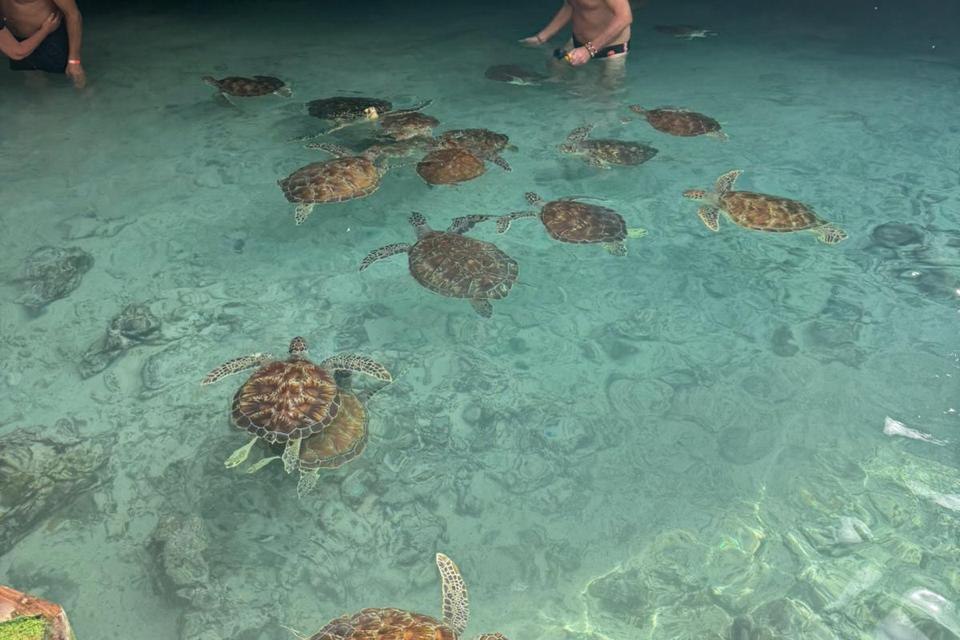Green sea turtles swimming in a clear natural rock pool, Zanzibar