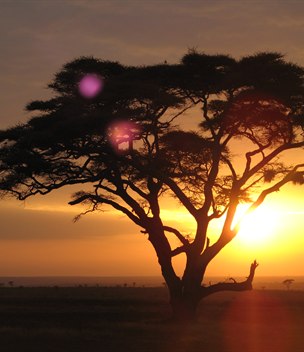Acacia tree silhouetted at sunrise on safari in the Serengeti, Tanzania