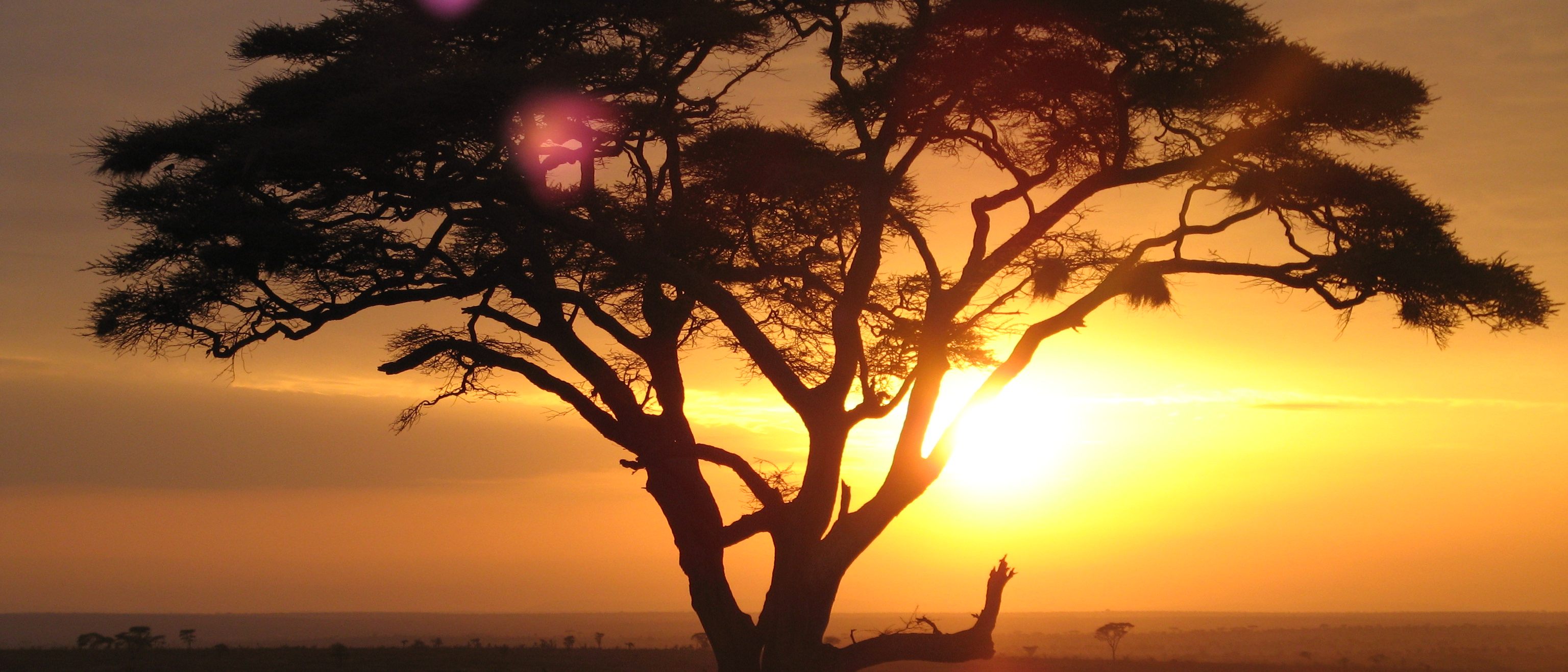 An acacia tree silhouetted against the rising sun on a Serengeti safari, Tanzania