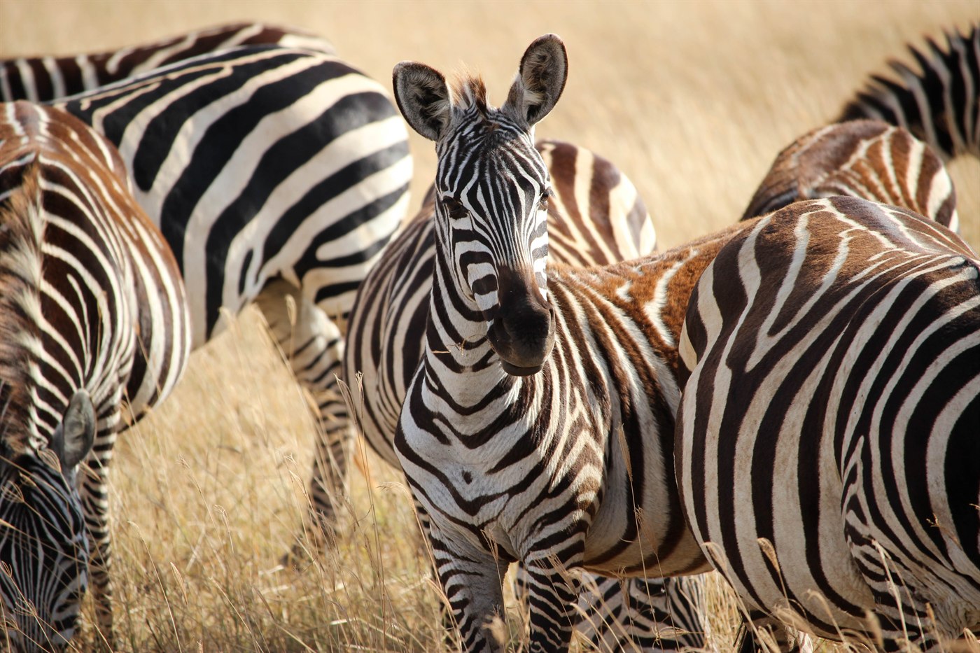 A herd of plains zebras in golden grass on the floor of the Ngorongoro Crater, Tanzania