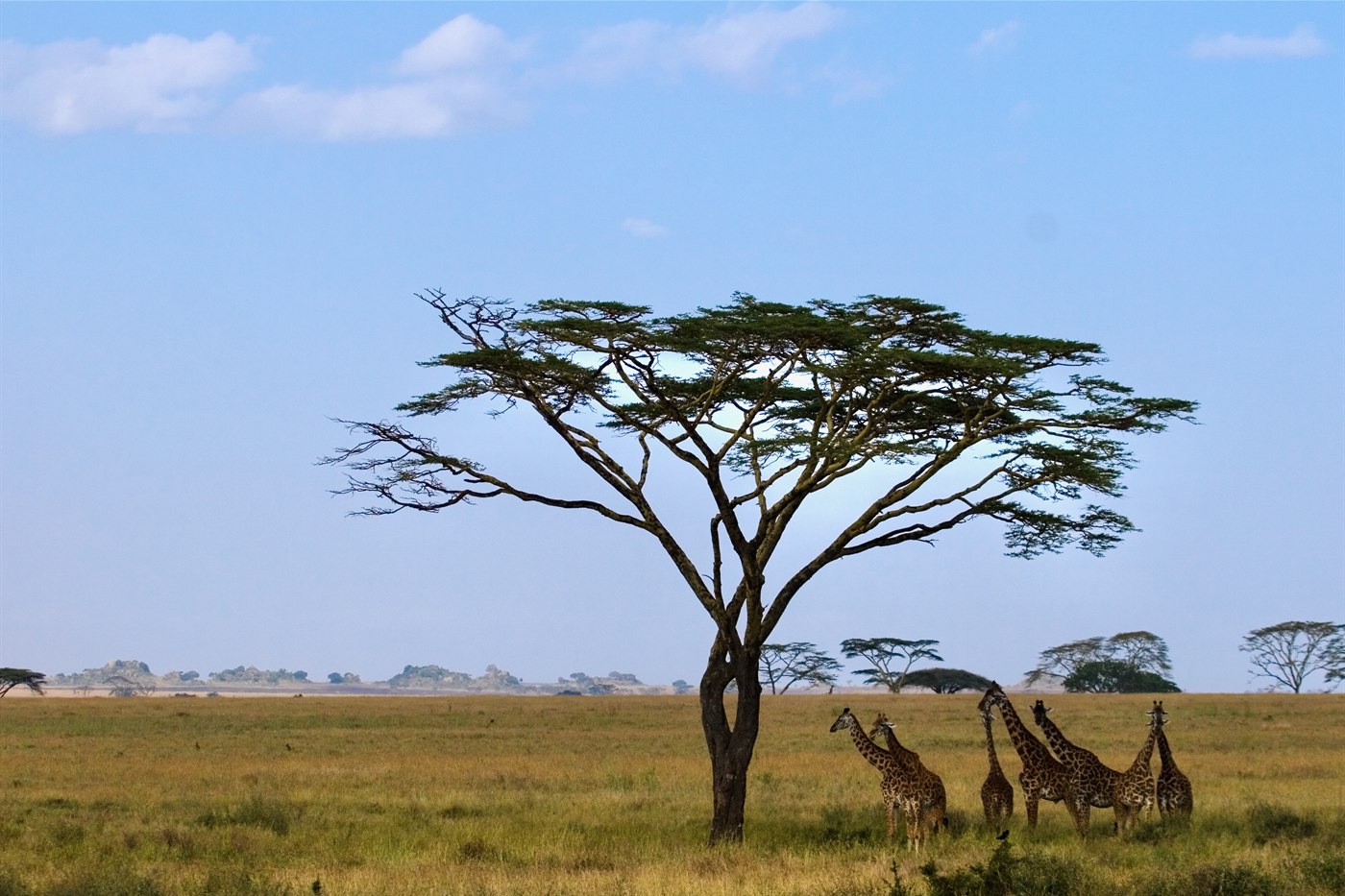 A group of Masai giraffes beneath a lone acacia tree on the open Serengeti plains, Tanzania