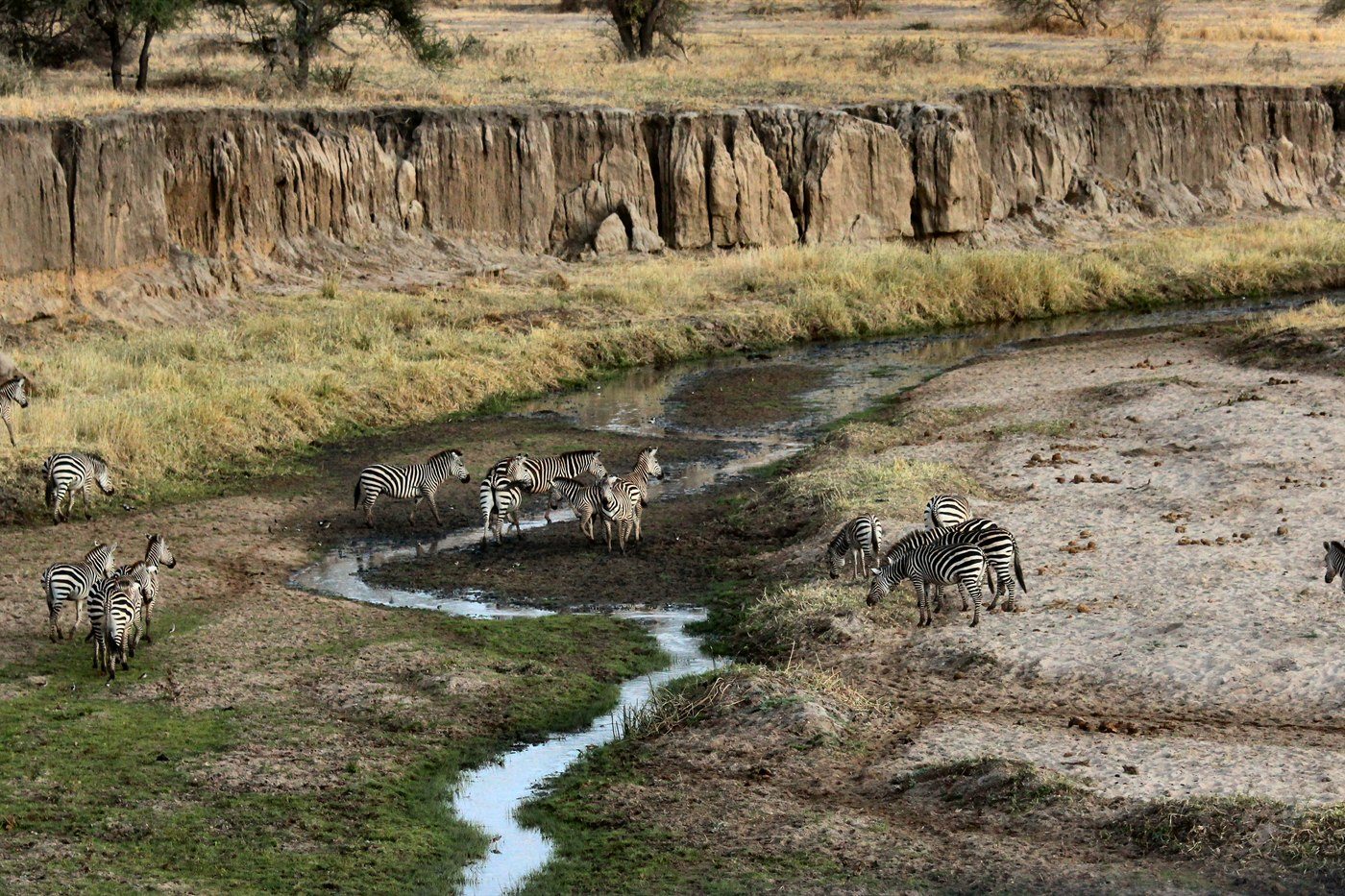 Zebras drinking from a winding stream below an eroded bank in Tarangire National Park, Tanzania