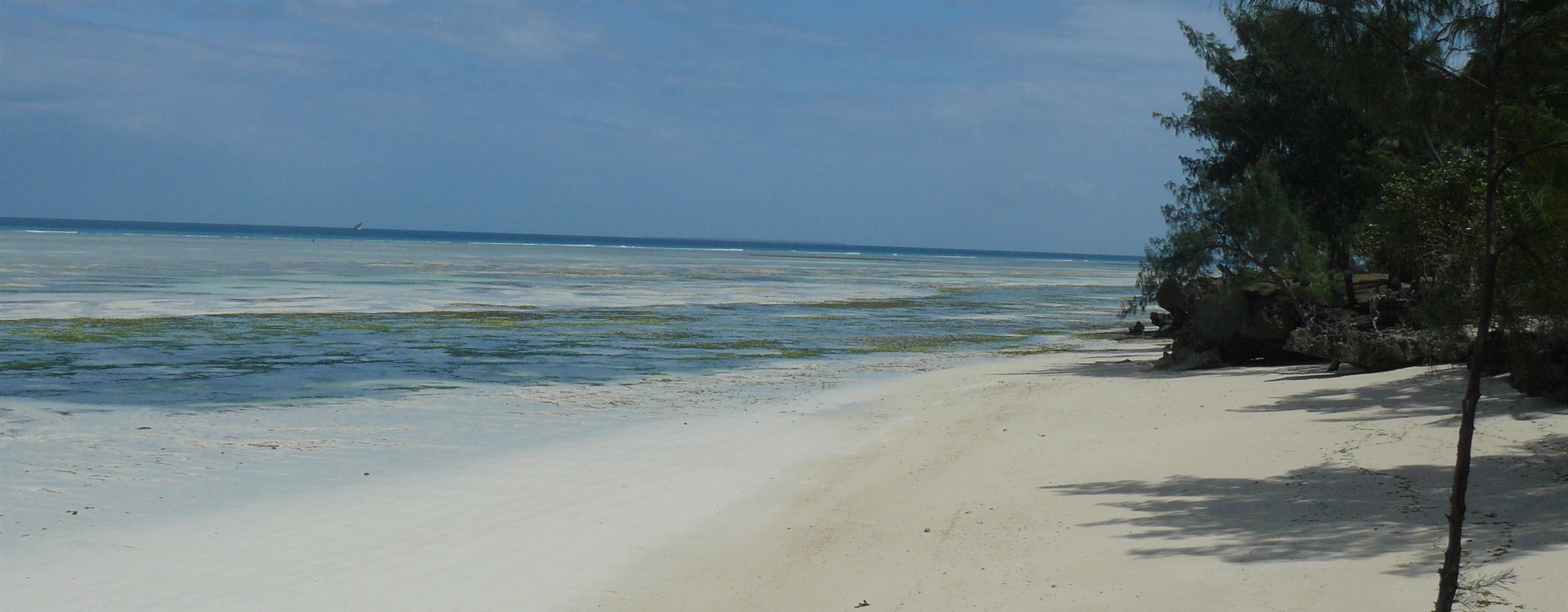 A quiet white-sand beach at low tide under casuarina trees, Zanzibar